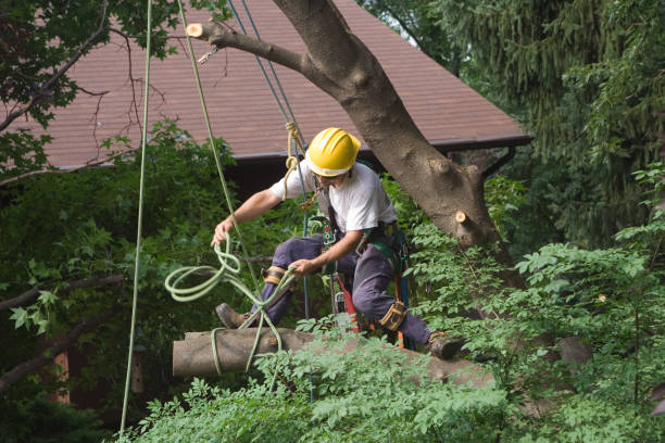 Professional Tree Care in Alma, NE