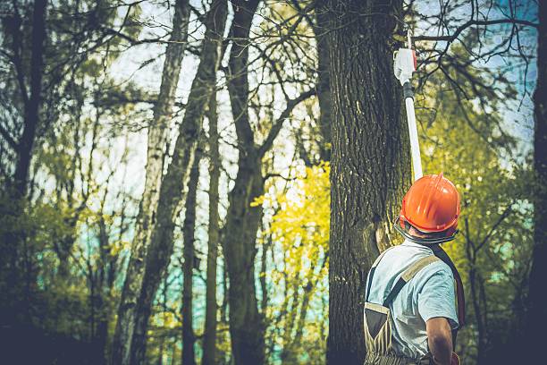 How Our Tree Care Process Works  in  Alma, NE